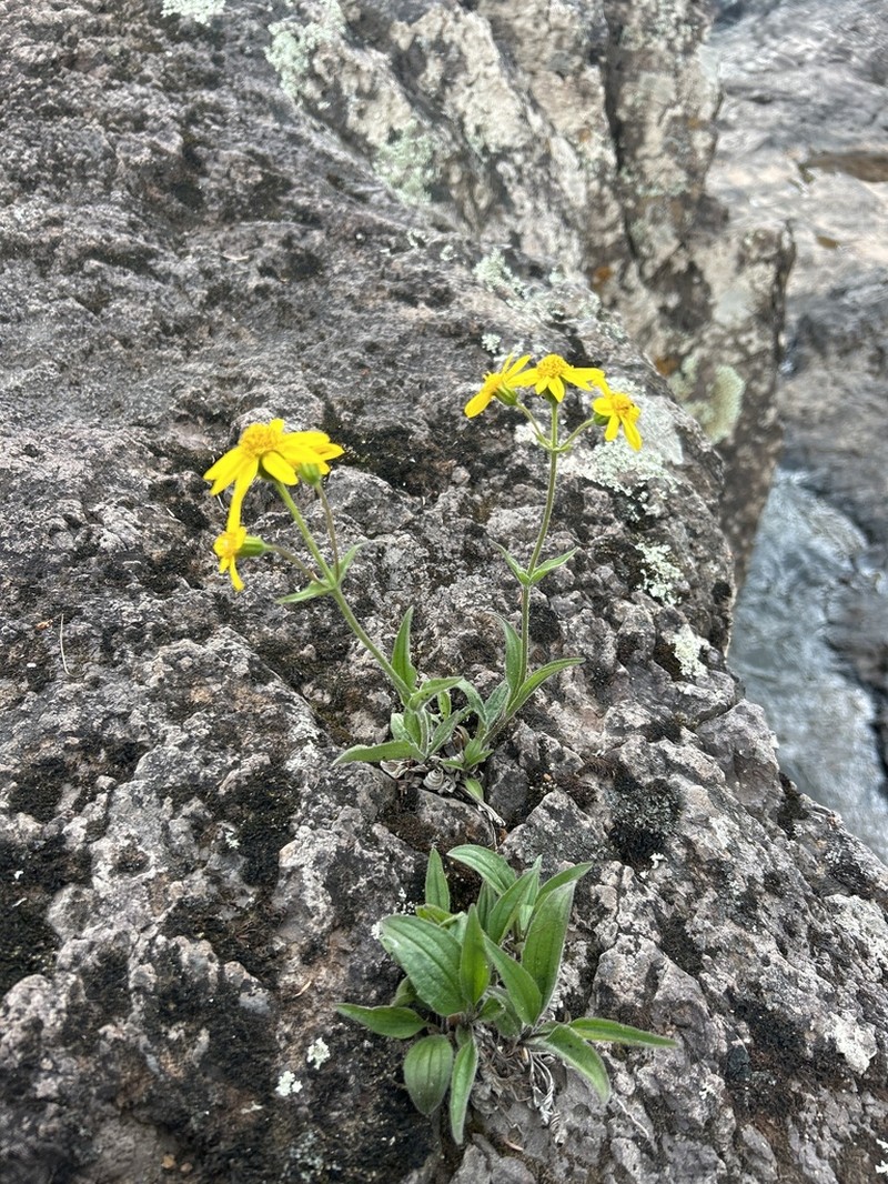 Longleaf Arnica photo 6