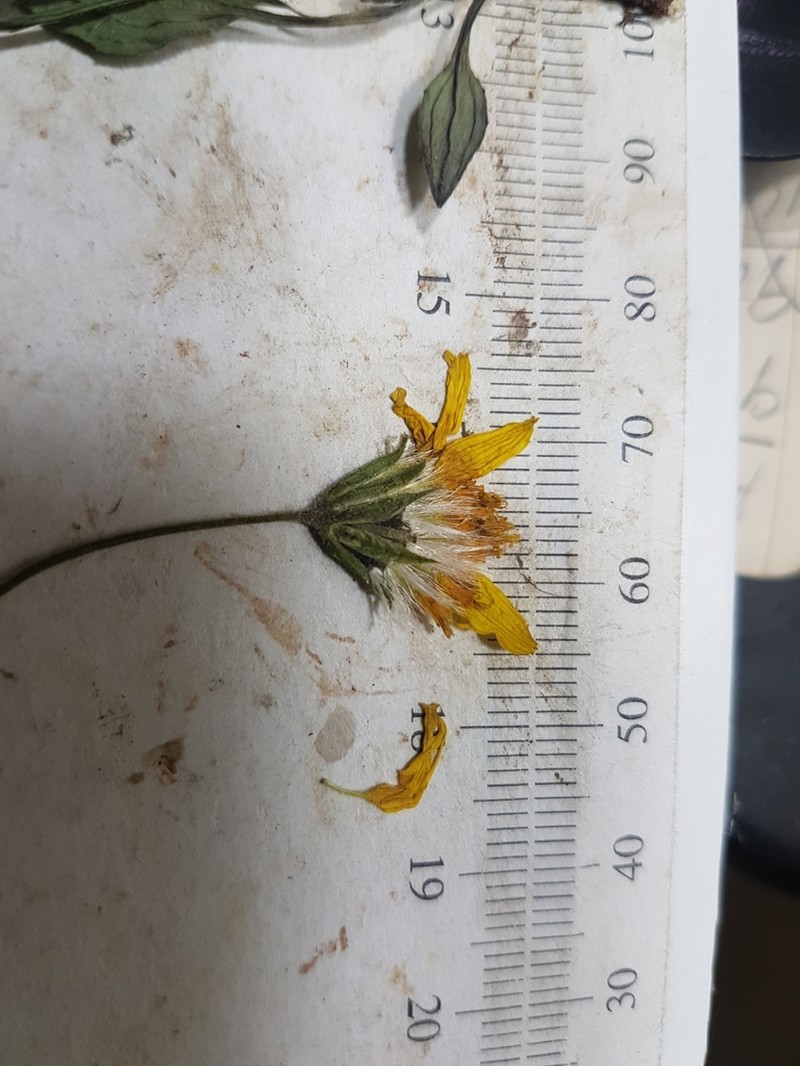 Longleaf Arnica photo 7