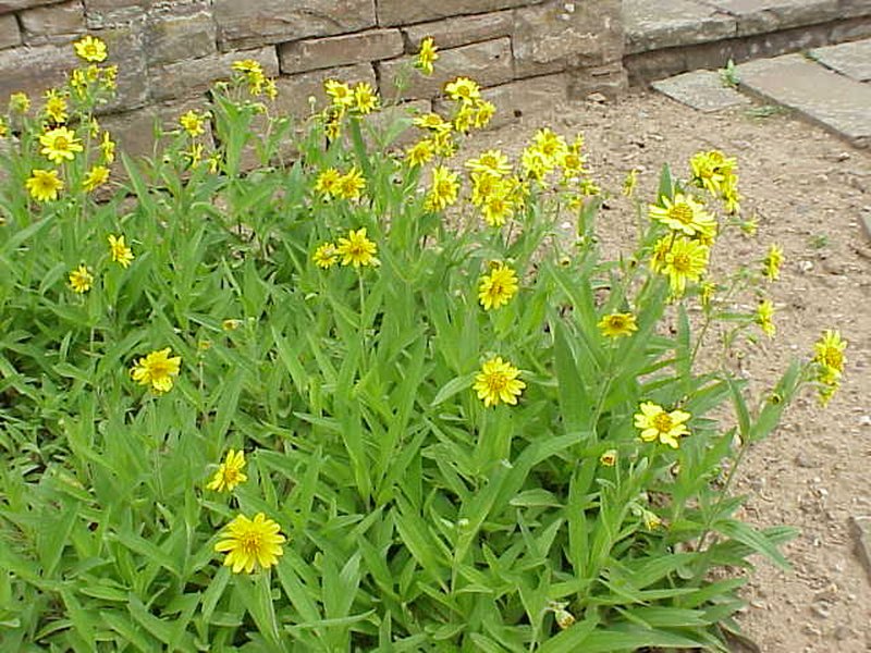 Spearleaf Arnica