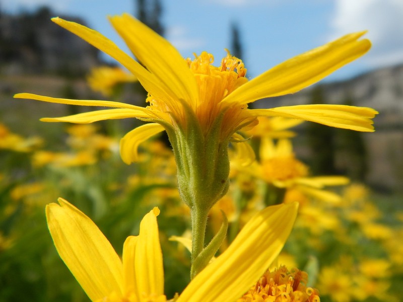 Spearleaf Arnica photo 2