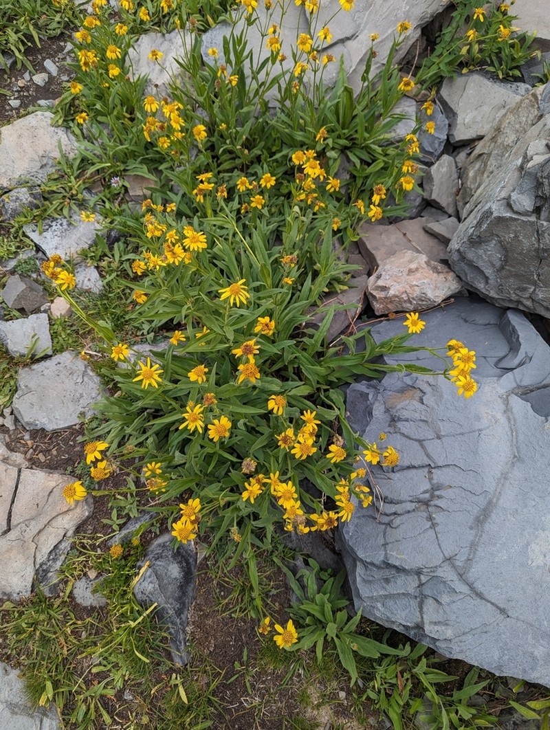 Spearleaf Arnica photo 3