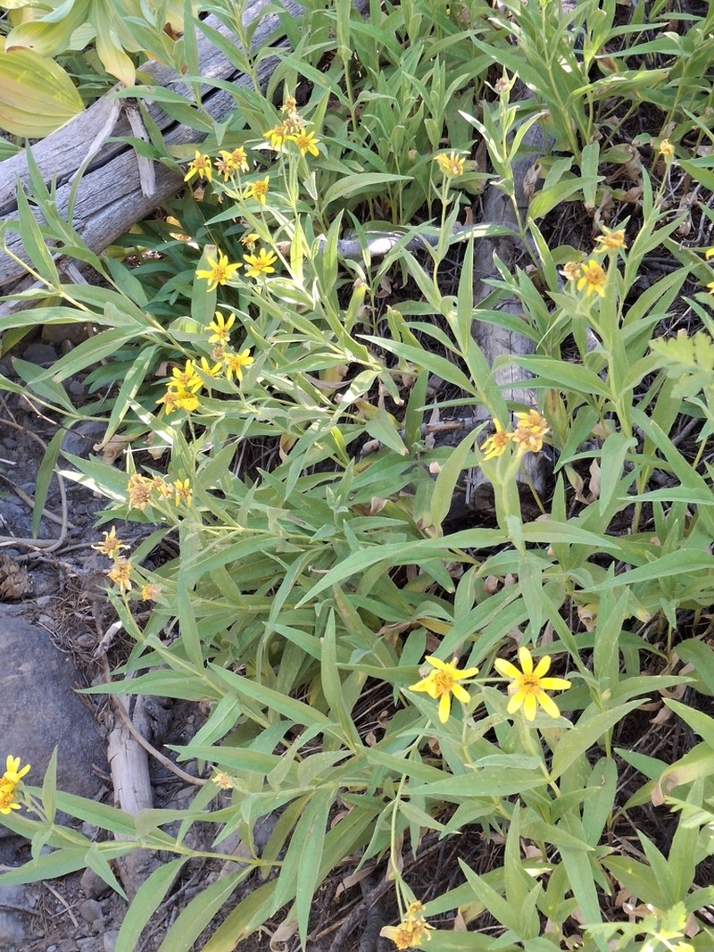 Spearleaf Arnica photo 4