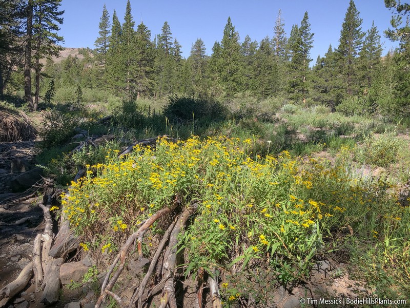 Spearleaf Arnica photo 5