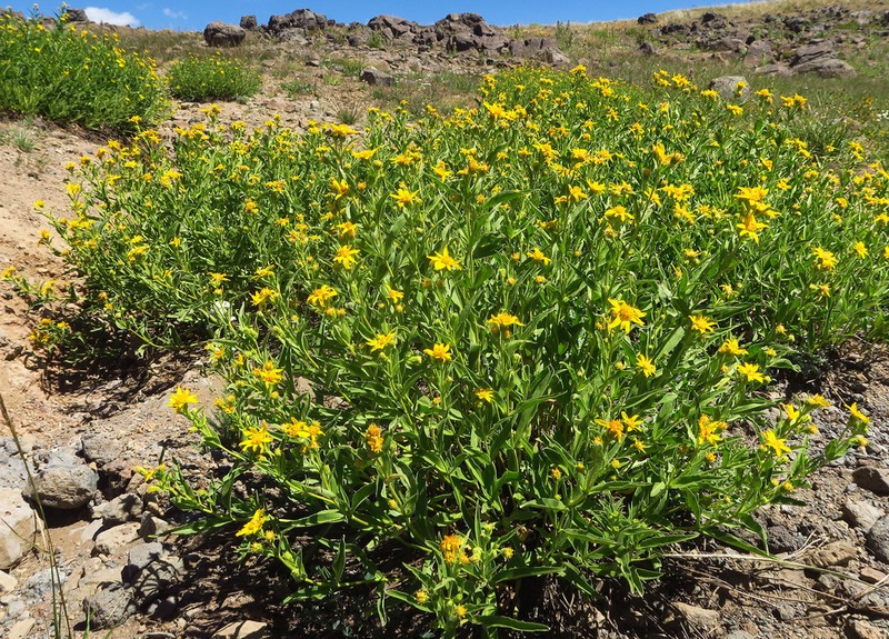 Spearleaf Arnica photo 6