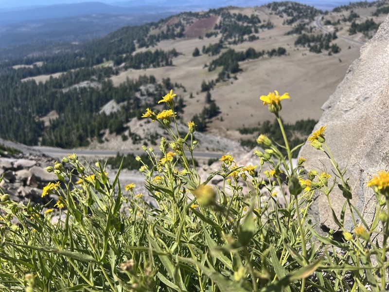 Spearleaf Arnica photo 7