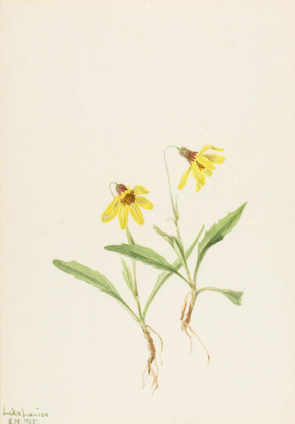 Lake Louise Arnica