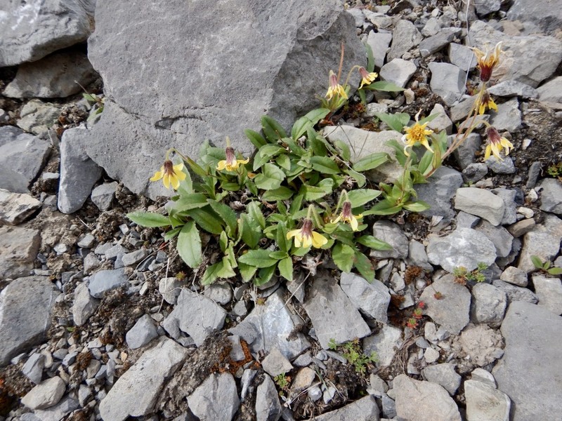 Lake Louise Arnica photo 3