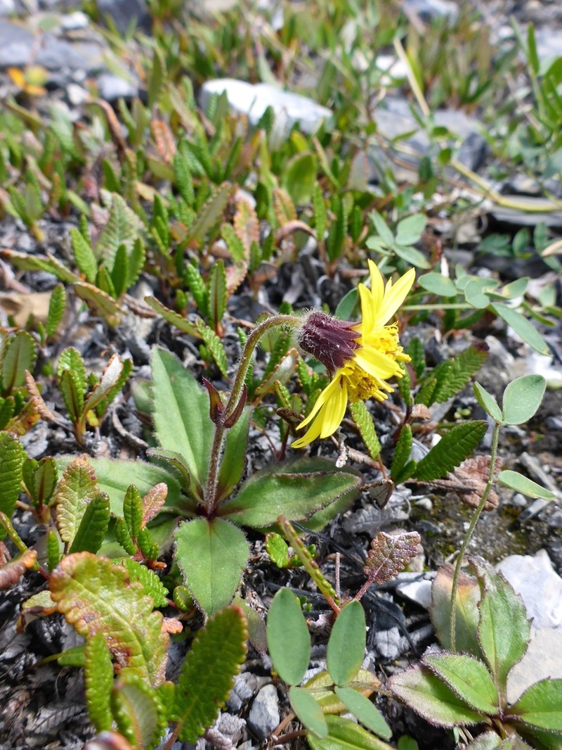 Lake Louise Arnica photo 4