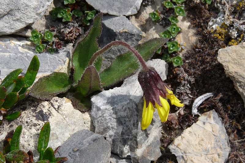 Lake Louise Arnica photo 5