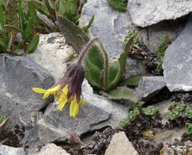 Lake Louise Arnica photo 6