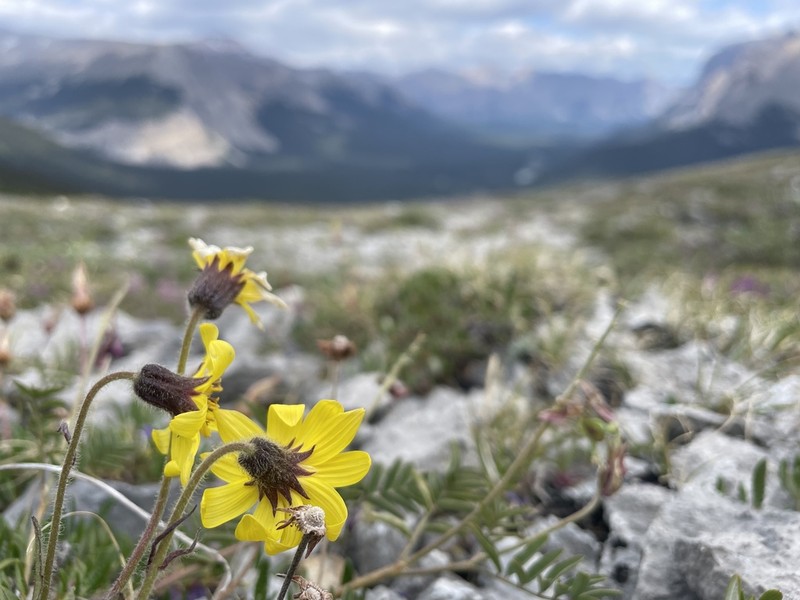 Lake Louise Arnica photo 7