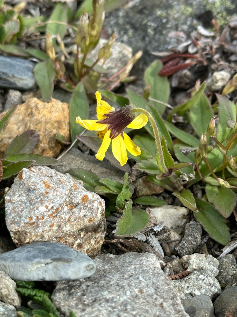 Lake Louise Arnica photo 8