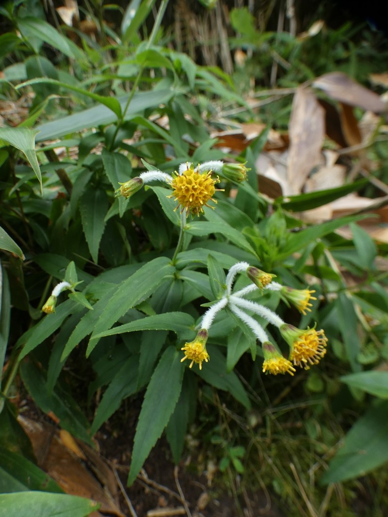 Arnica mallotopus photo 4