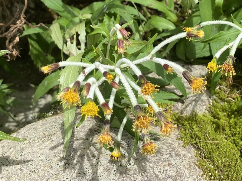 Arnica mallotopus photo 5