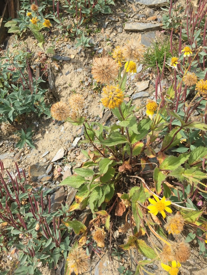 Hairy Arnica photo 2