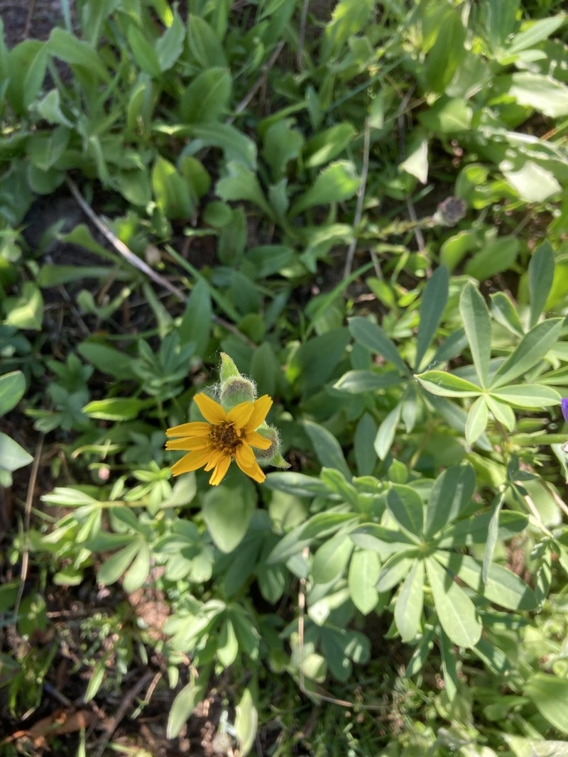 Hairy Arnica photo 3