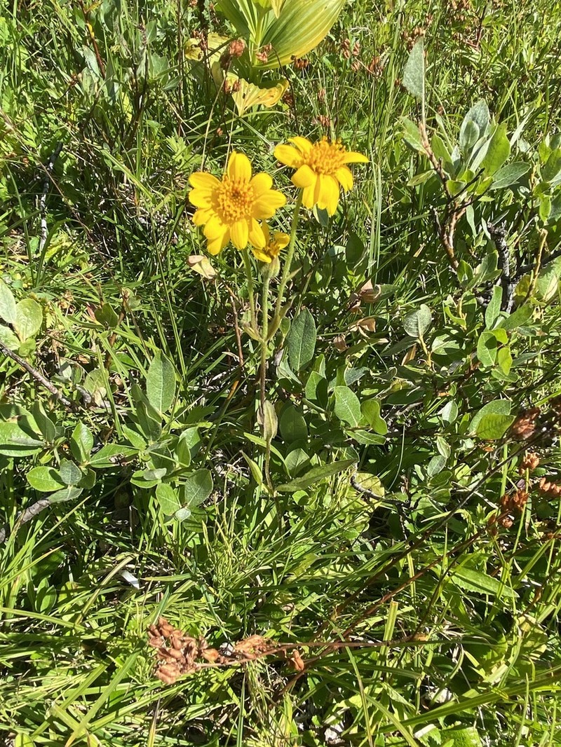 Hairy Arnica photo 4