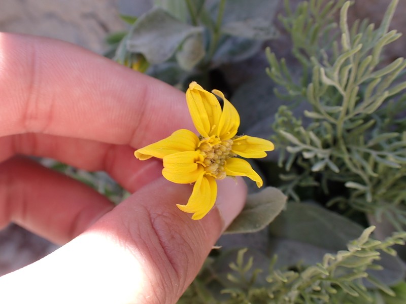 Hairy Arnica photo 5