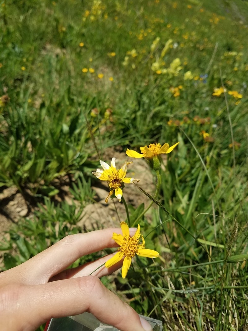 Hairy Arnica photo 6