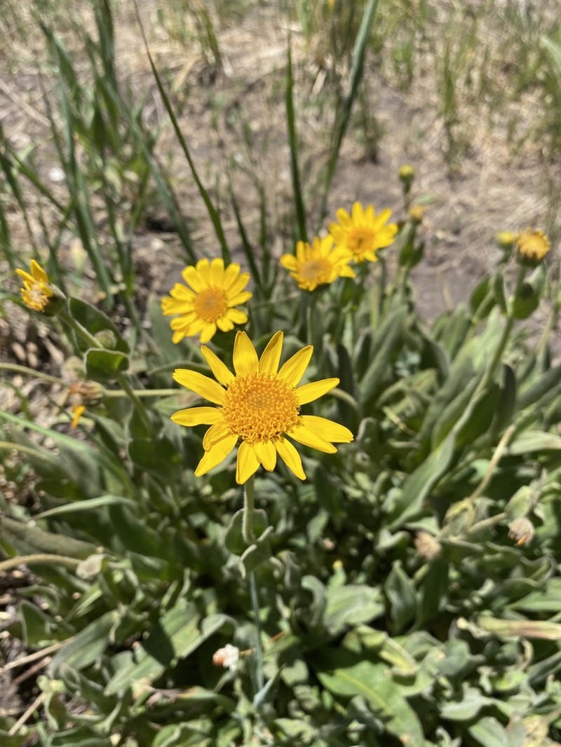 Hairy Arnica photo 7