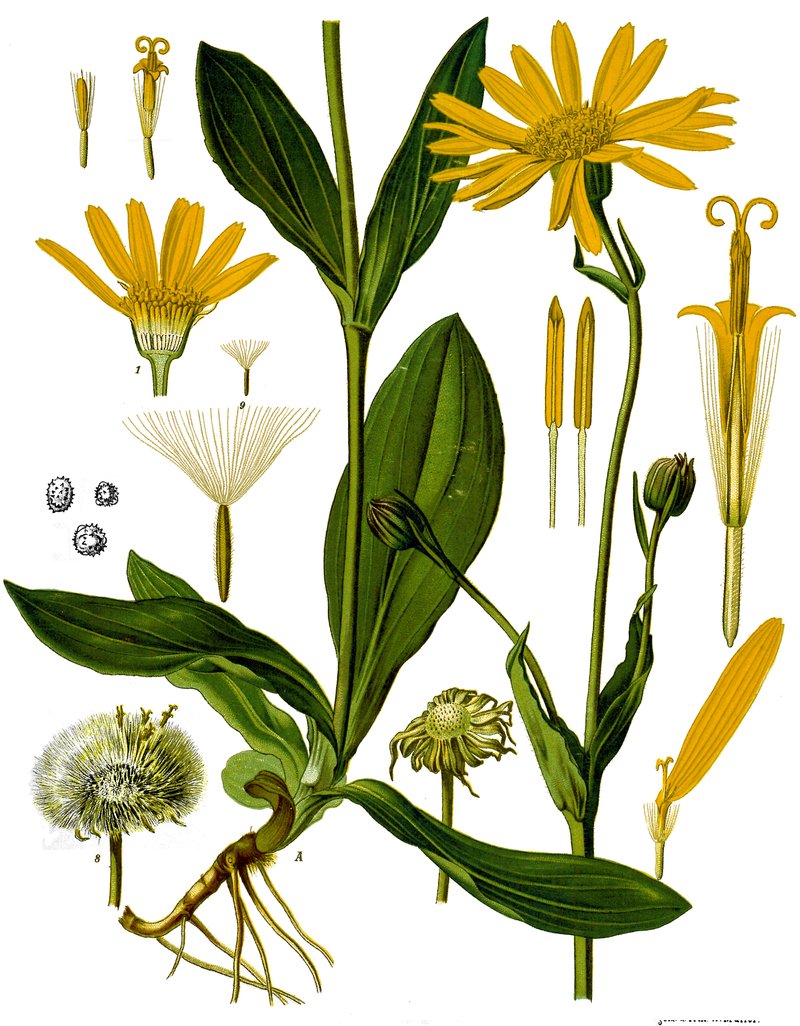 Mountain Arnica