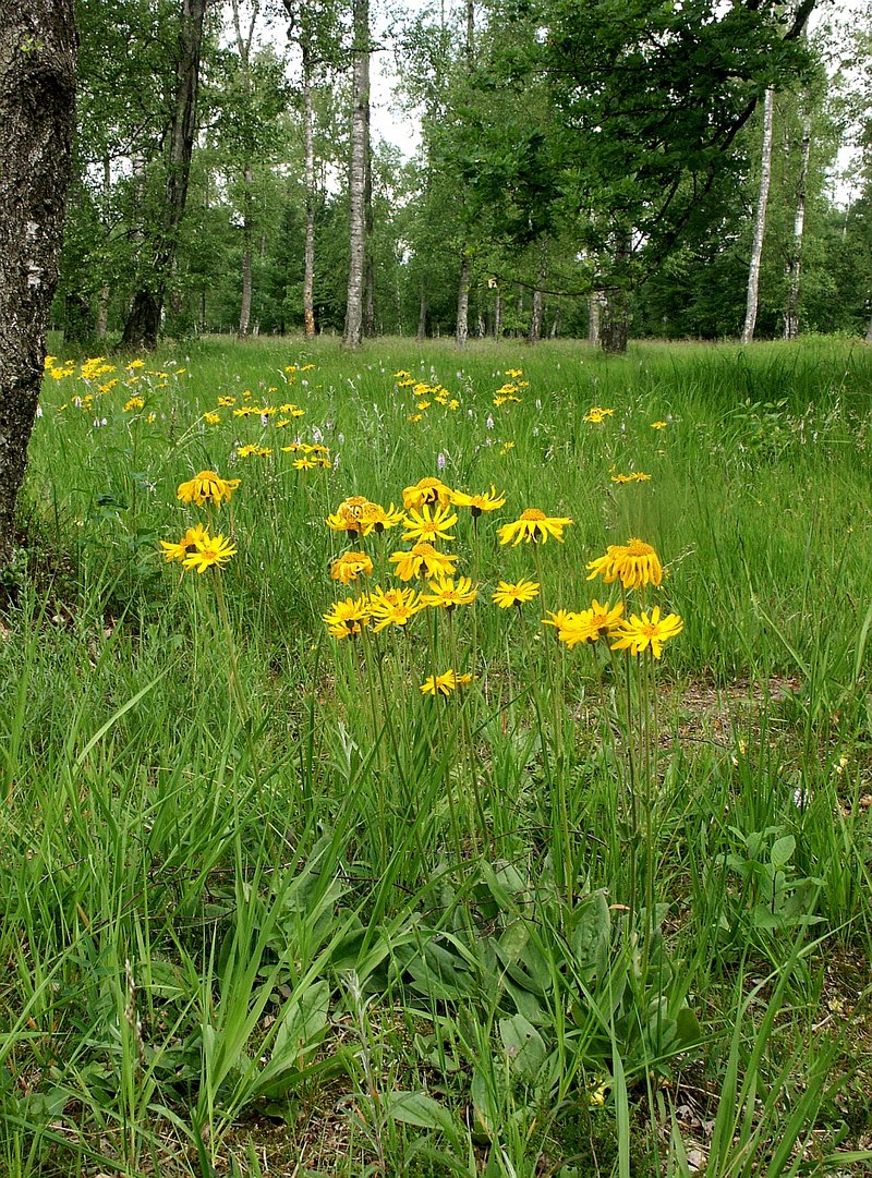 Mountain Arnica photo 2