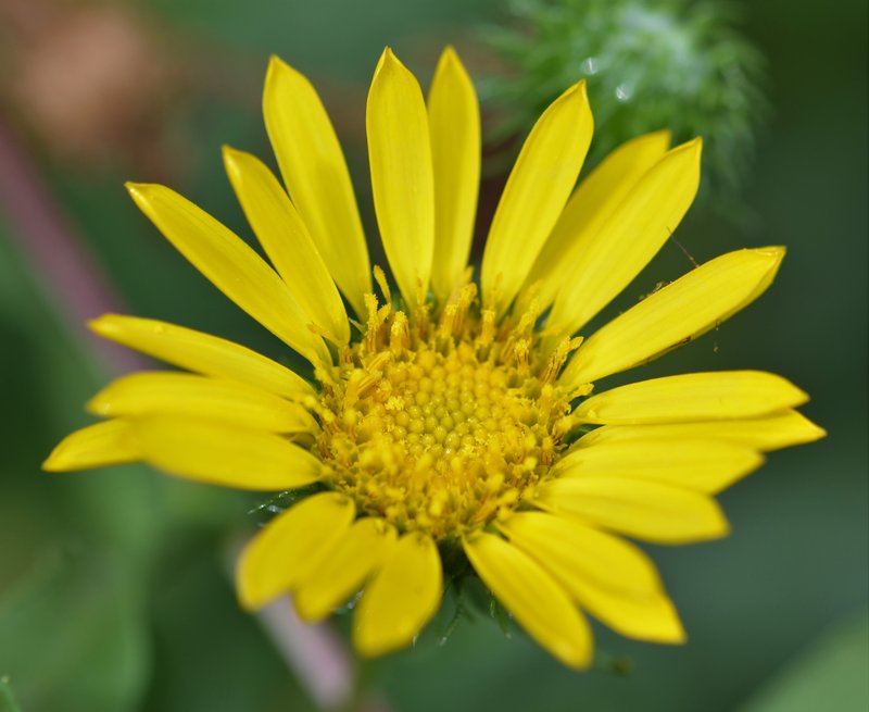 Mountain Arnica photo 3