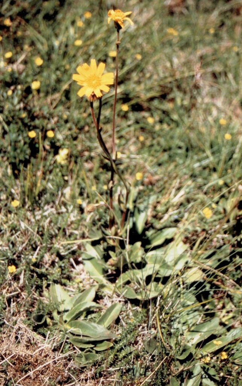 Mountain Arnica photo 5