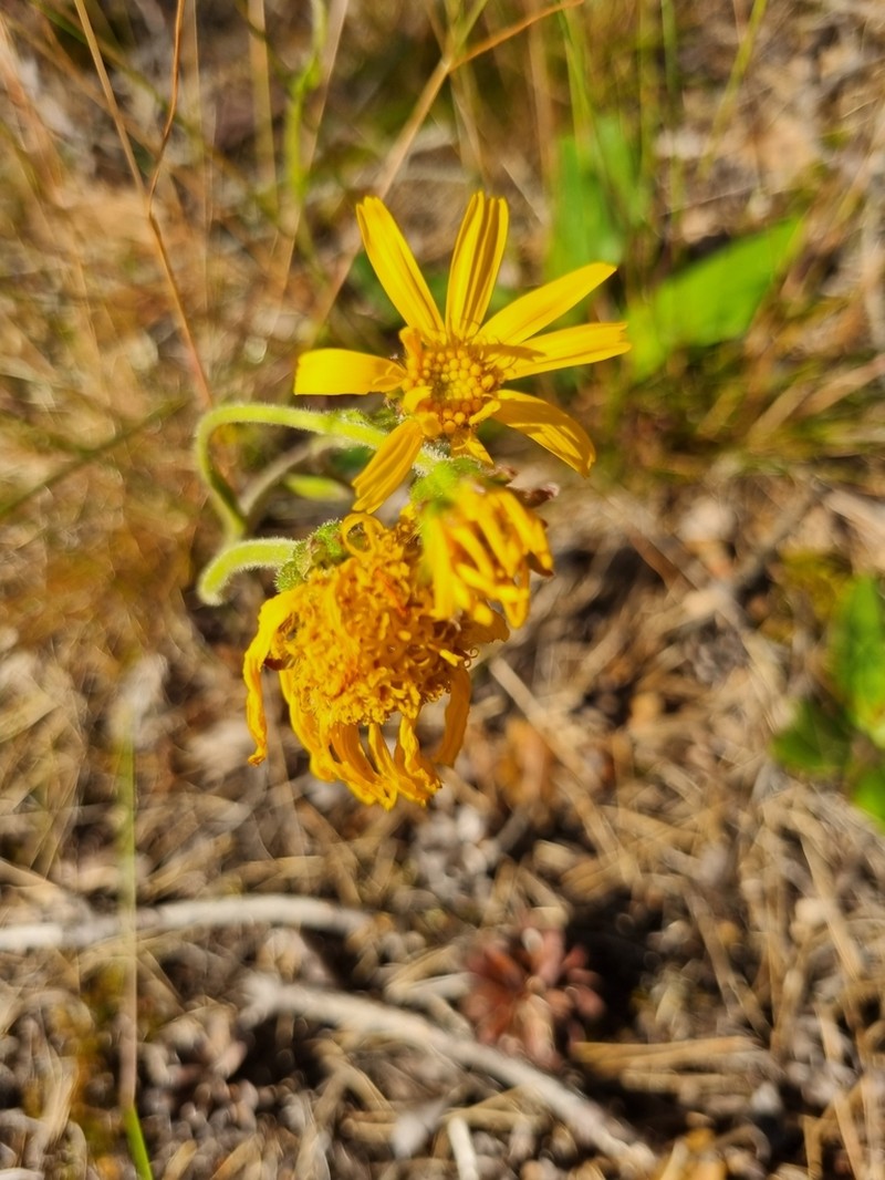 Mountain Arnica photo 6