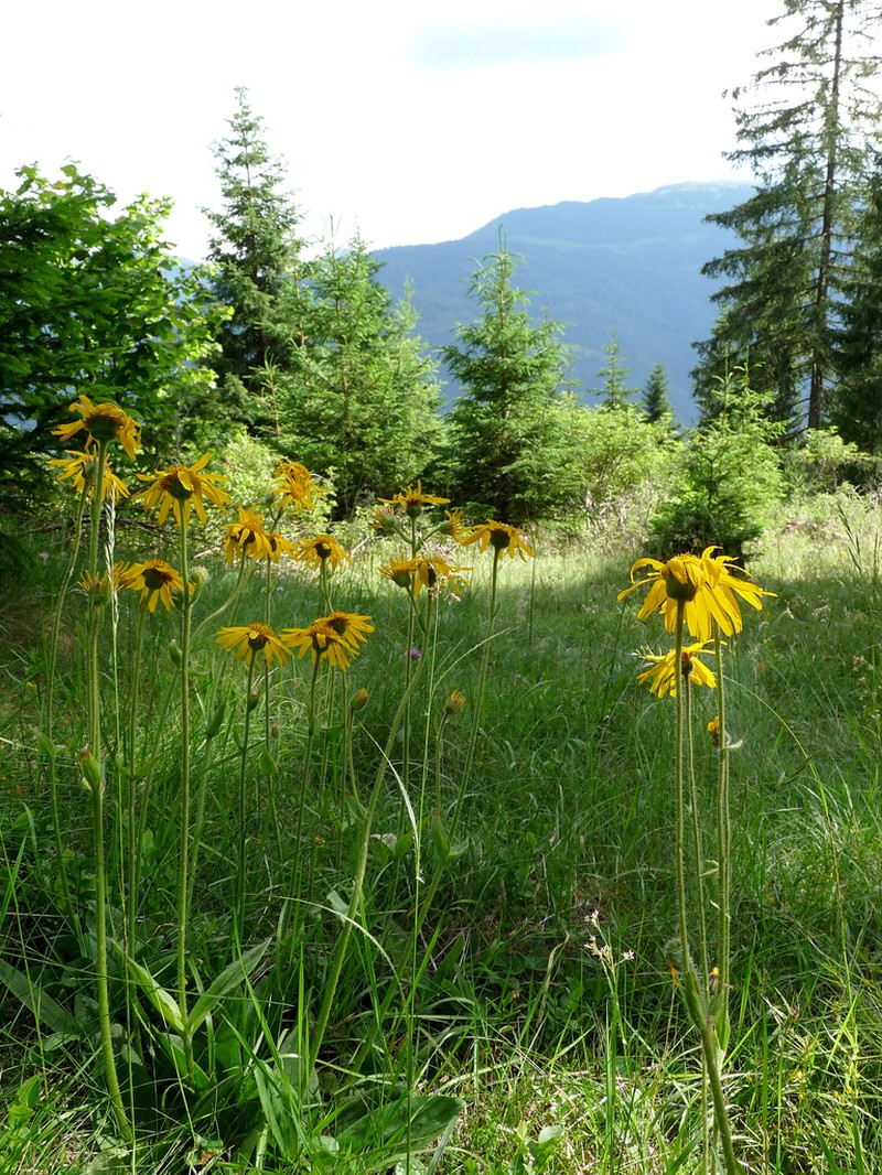 Mountain Arnica photo 7