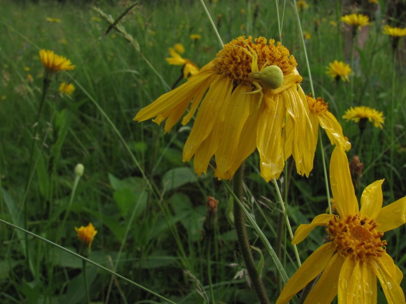 Mountain Arnica photo 8