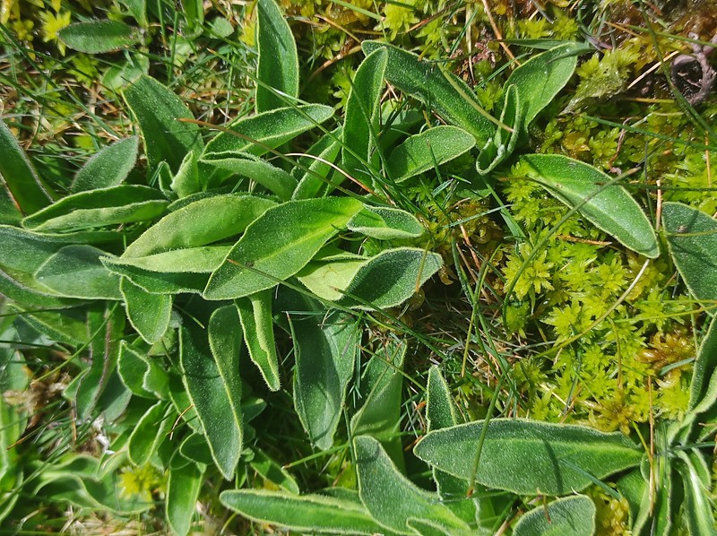 Arnica montana subsp. atlantica photo 2