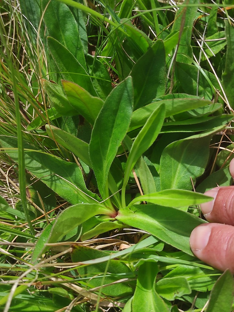 Arnica montana subsp. atlantica photo 3