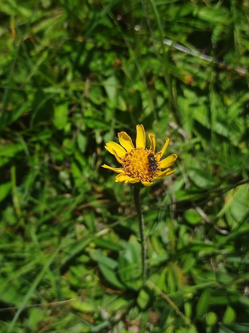 Arnica montana subsp. atlantica photo 4