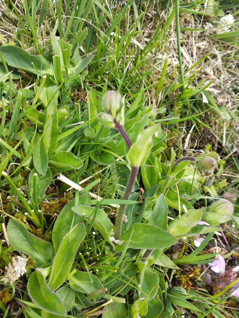 Arnica montana subsp. atlantica photo 5