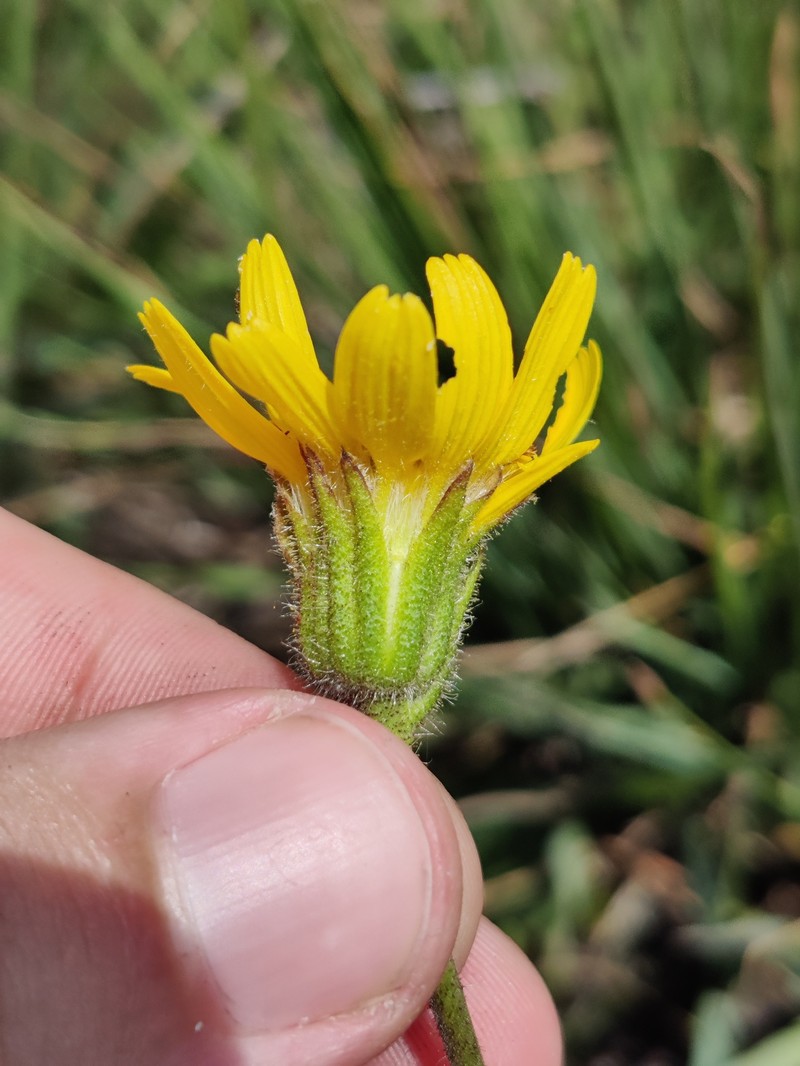 Arnica montana subsp. atlantica photo 6