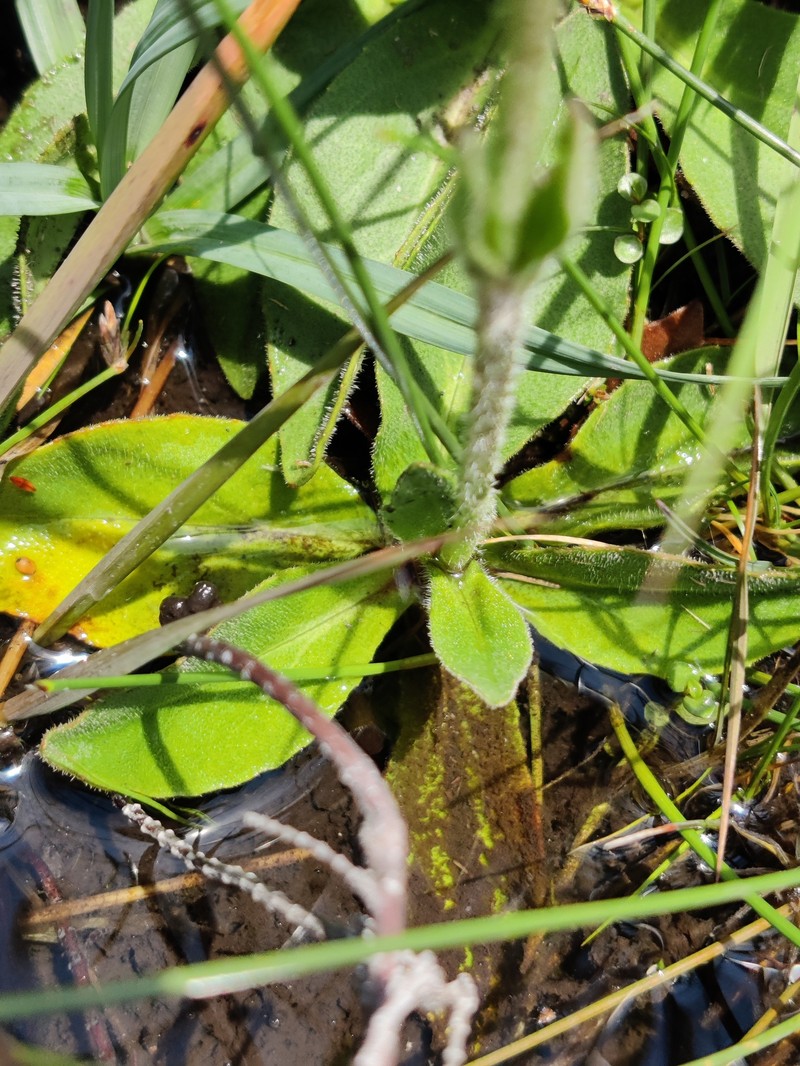 Arnica montana subsp. atlantica photo 7