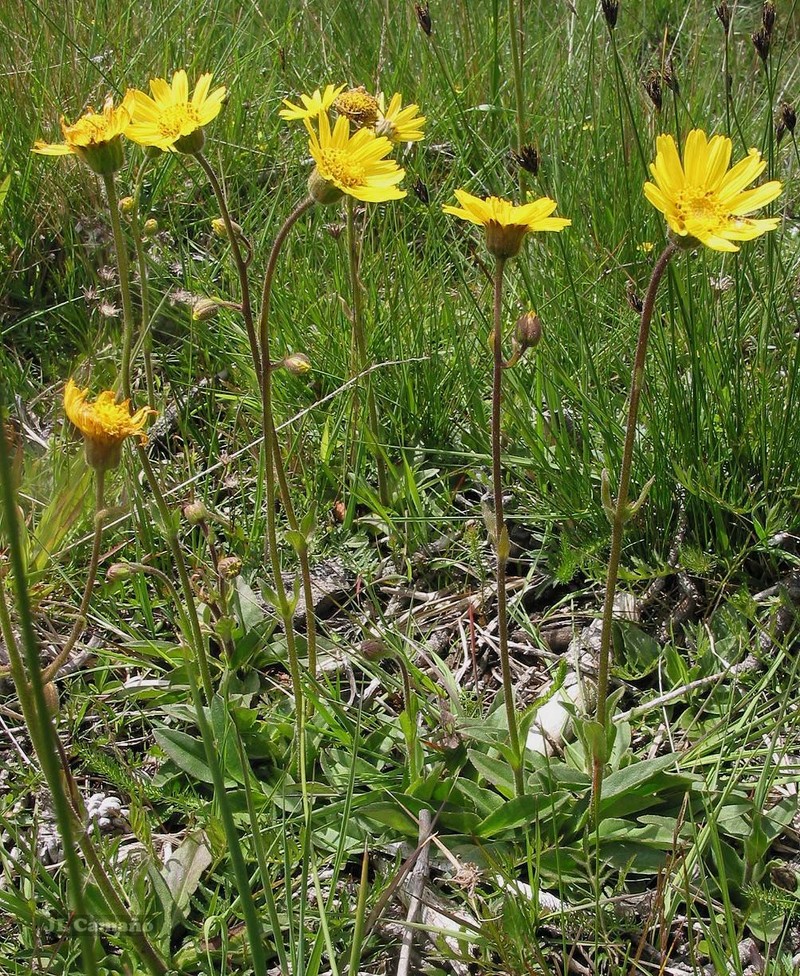Arnica montana subsp. atlantica photo 8