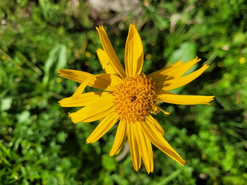 Arnica montana subsp. montana