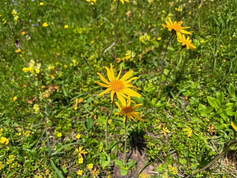 Arnica montana subsp. montana photo 2