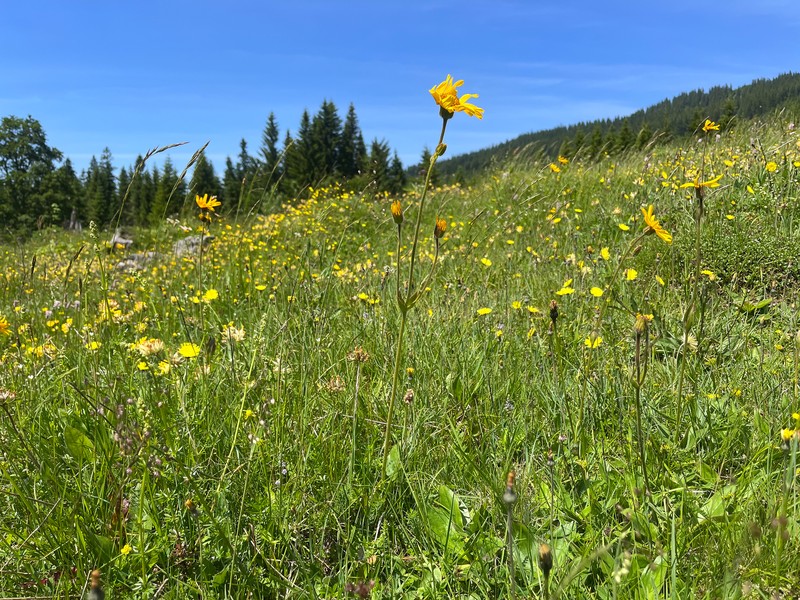 Arnica montana subsp. montana photo 3