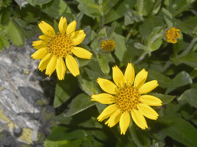 Nevada Arnica