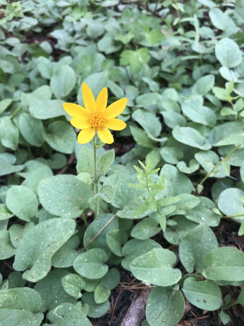 Nevada Arnica photo 2