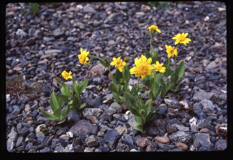 Nevada Arnica photo 3
