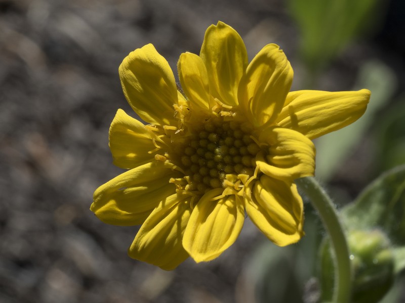 Nevada Arnica photo 4