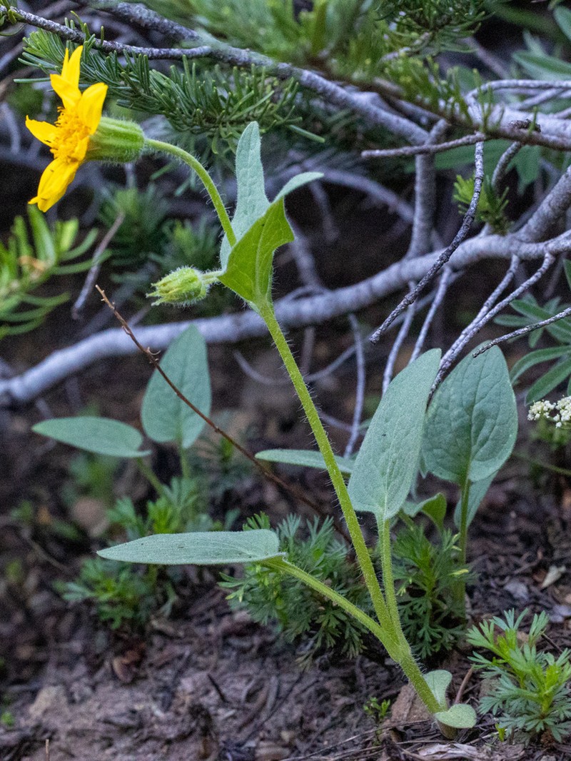 Nevada Arnica photo 5
