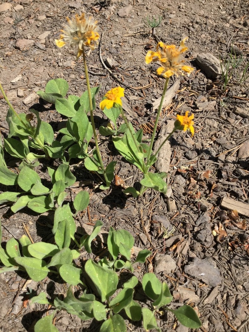 Nevada Arnica photo 6