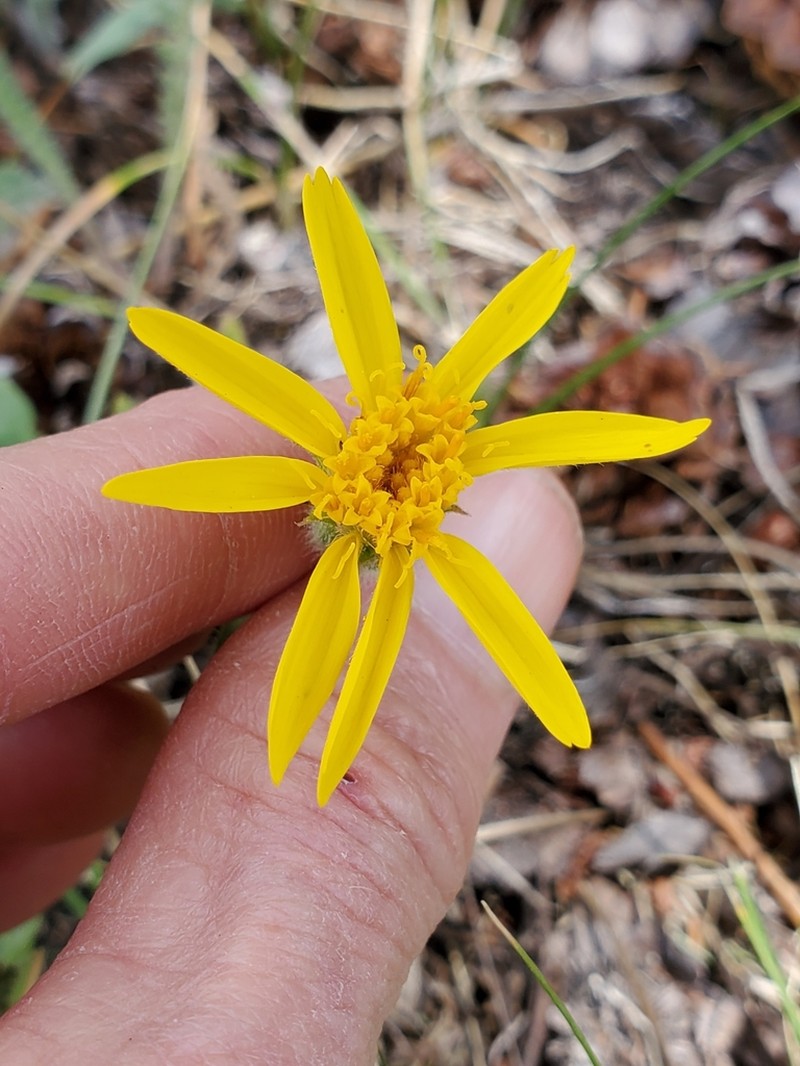 Nevada Arnica photo 7