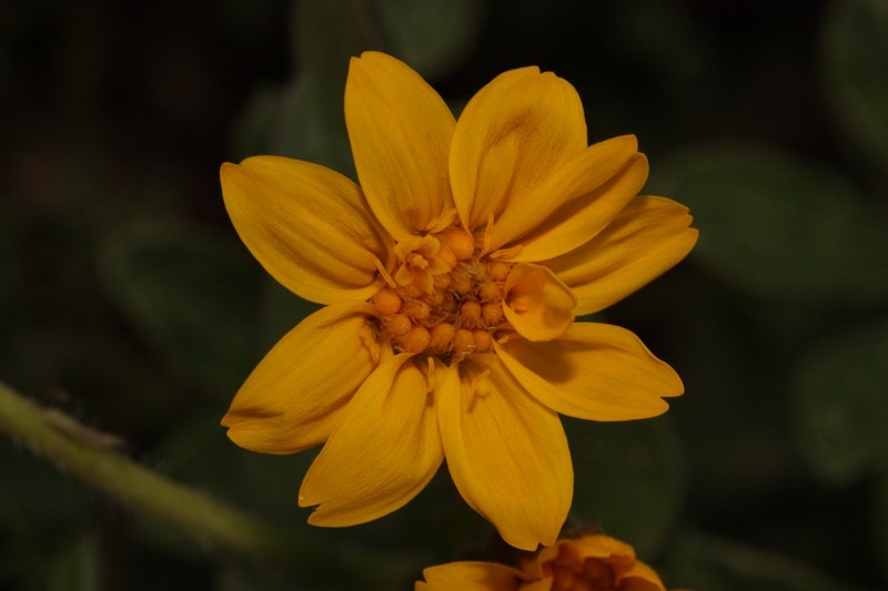 Sticky Leaf Arnica