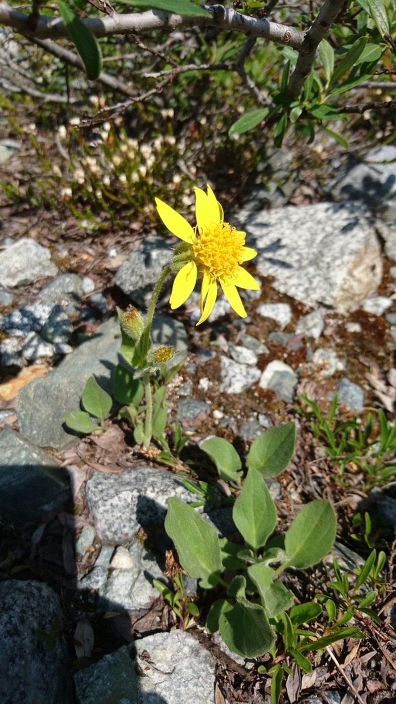 Rayless Arnica photo 3